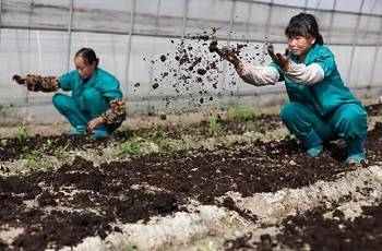 有机种植三要素：改土